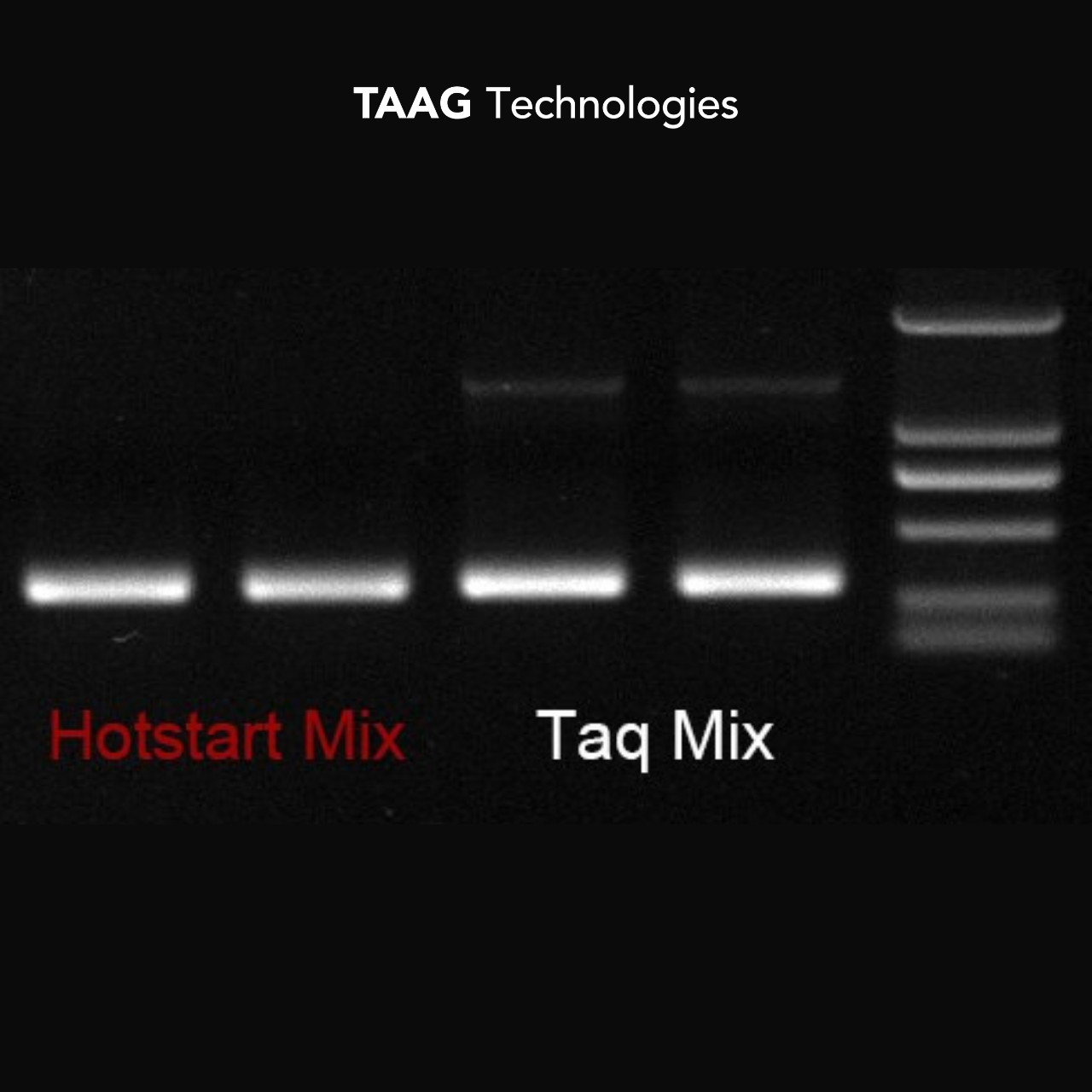 Hot Start Taq Polimerasa 1000U