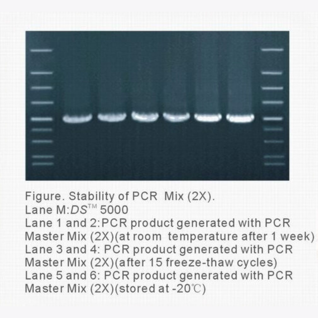 PCR MASTER MIX (2X) 200RXN